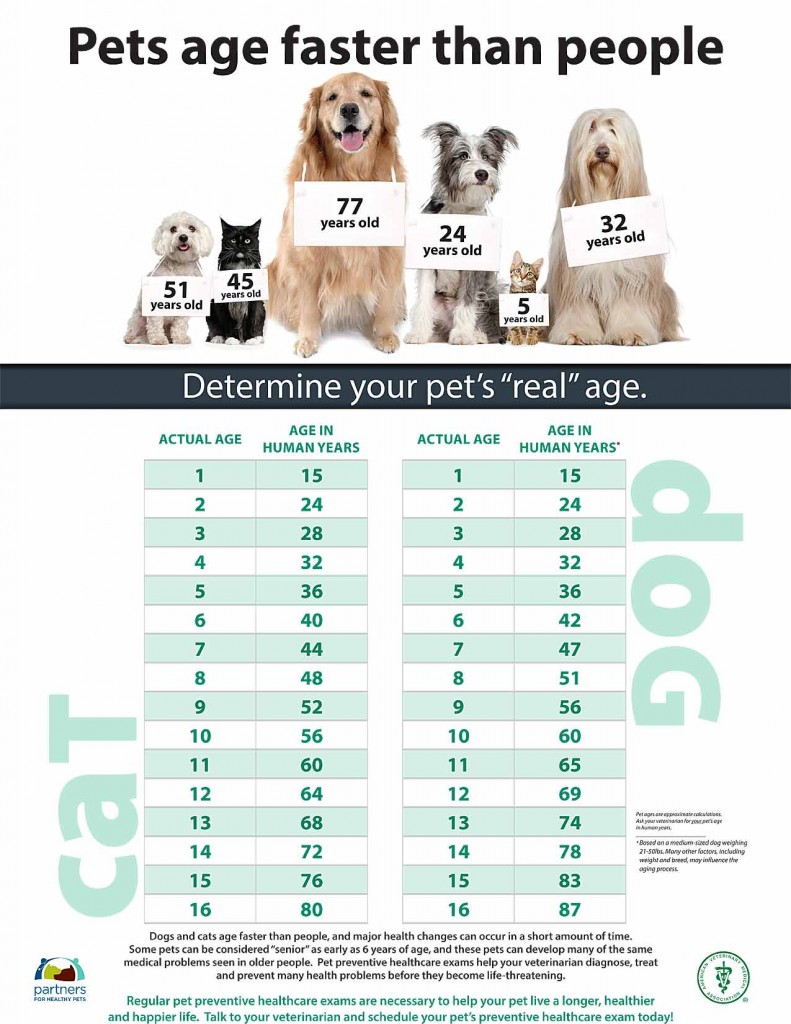 Dog Years Chart To Human Years