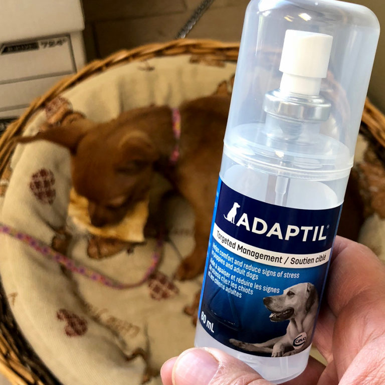 Getting A New Puppy? Consider Adaptil Spray Sault Ste. Marie Animal Clinic