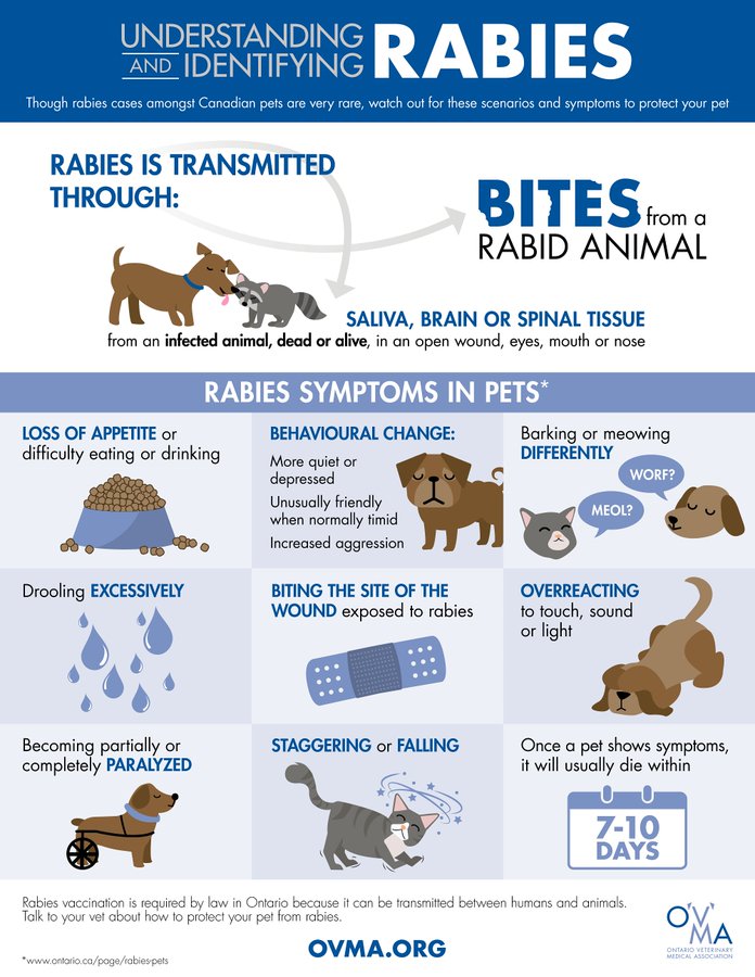 World Rabies Day - What you need to know to keep you and your pet safe!
