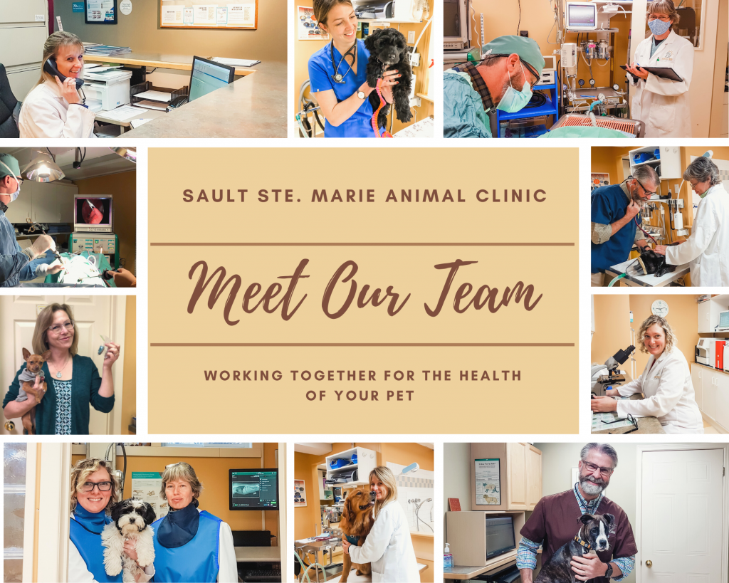 Our Team in Sault Ste. Marie, ON - Sault Ste. Marie Animal Clinic