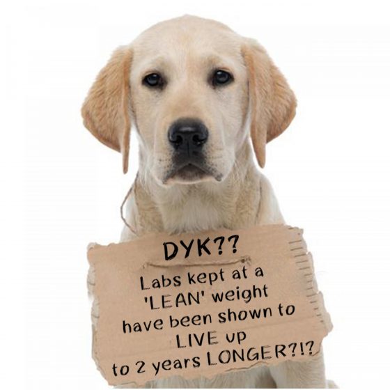 How Can You Make Your Dog Live Longer