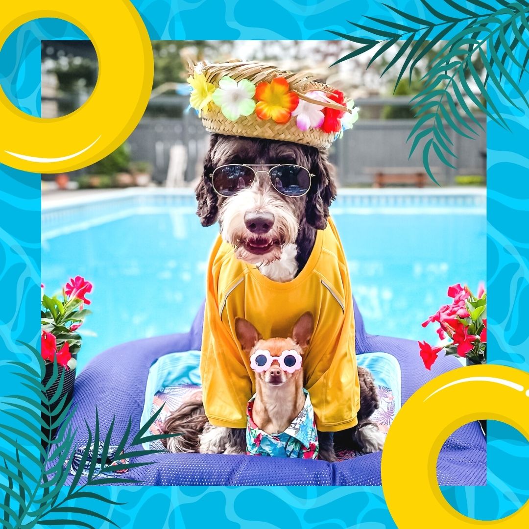 Dogs in funny clothes by pool