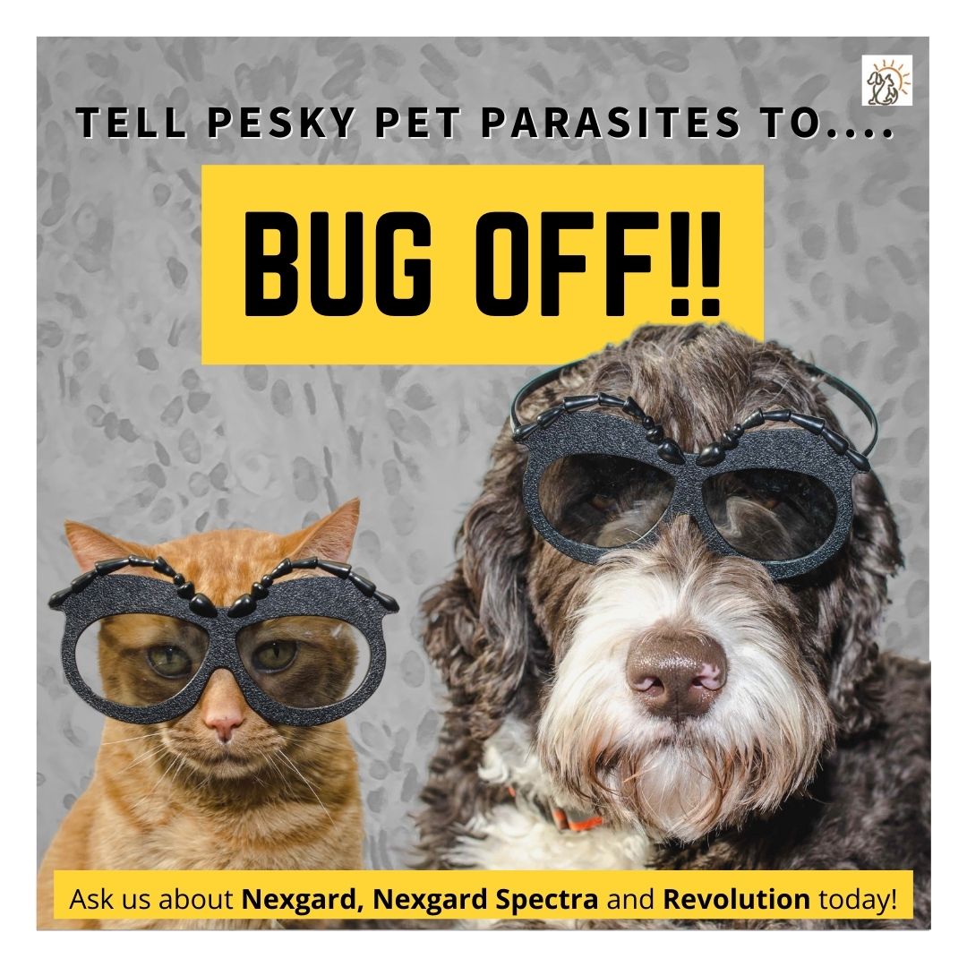 cat and dog wearig bug glasses