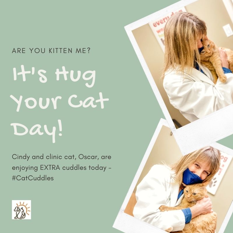 Veterinary assistant hugging clinic cat for Hug Your Cat Day