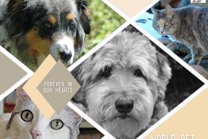 dog and cat faces