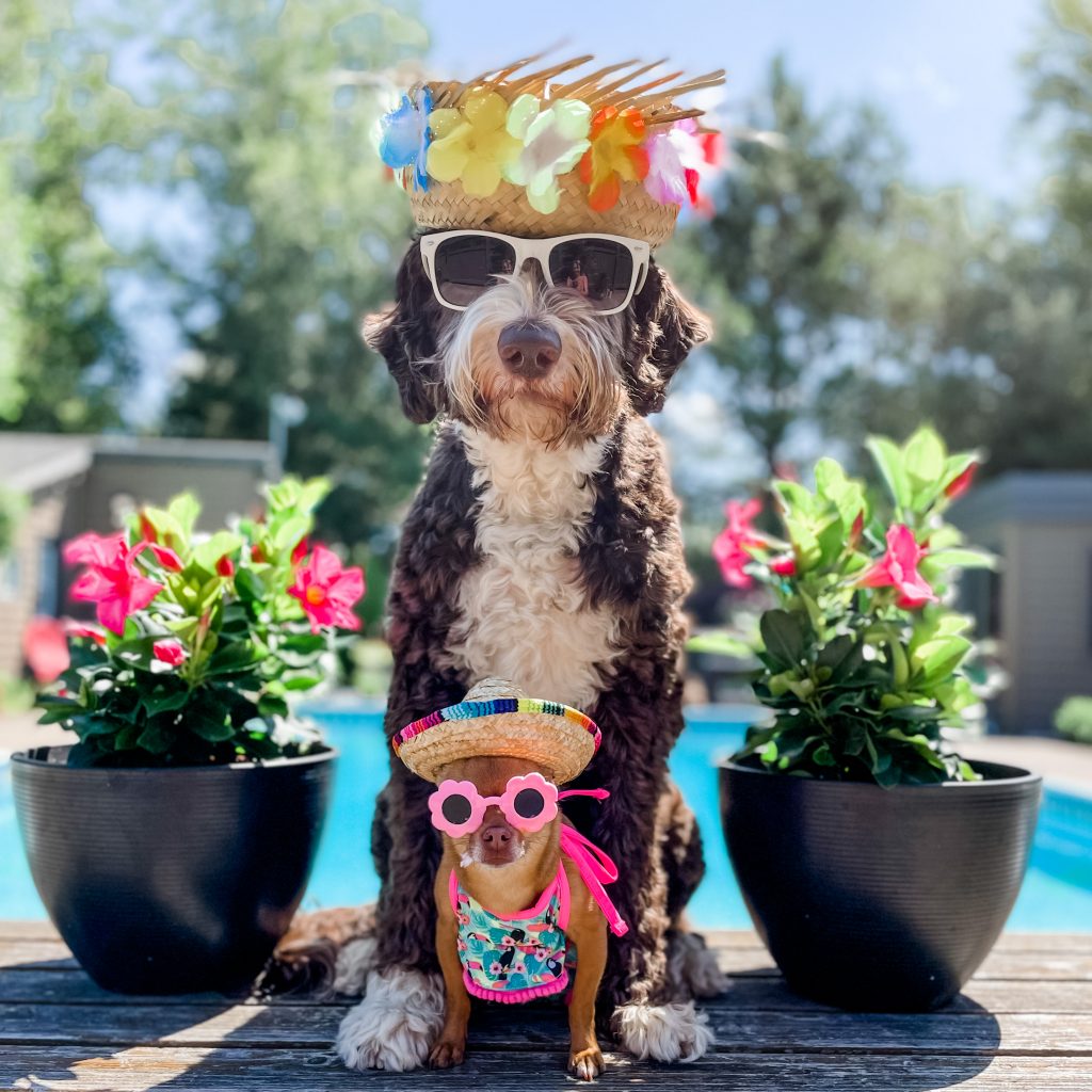 Dogs in Sunglasses and funny hats by a pool