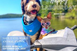 dogs on jet ski