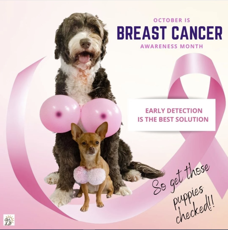 Dogs wearing pink balloons for breast cancer awareness
